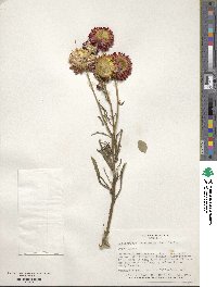 Xerochrysum bracteatum image