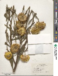 Xerochrysum bracteatum image