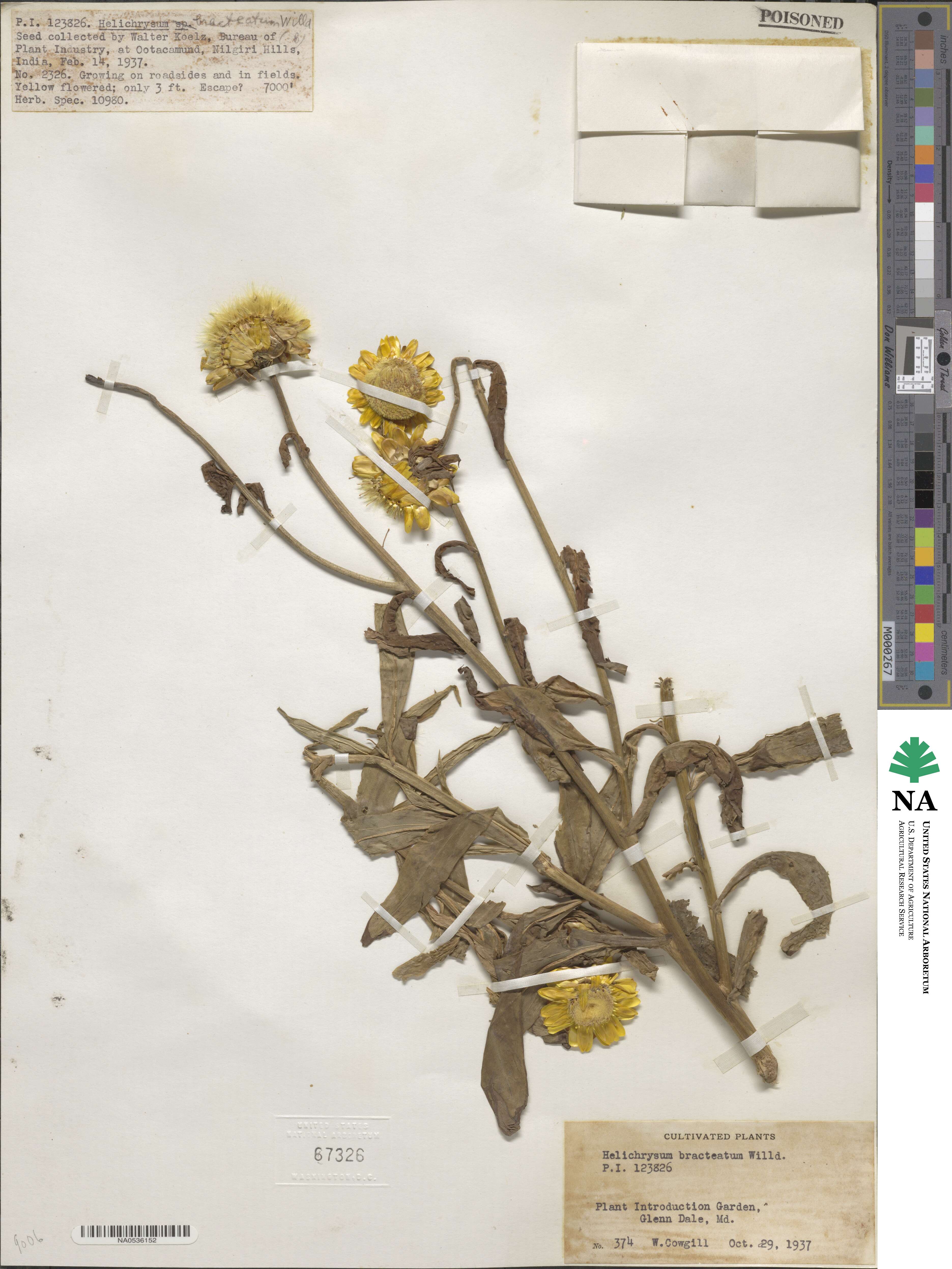 Xerochrysum image