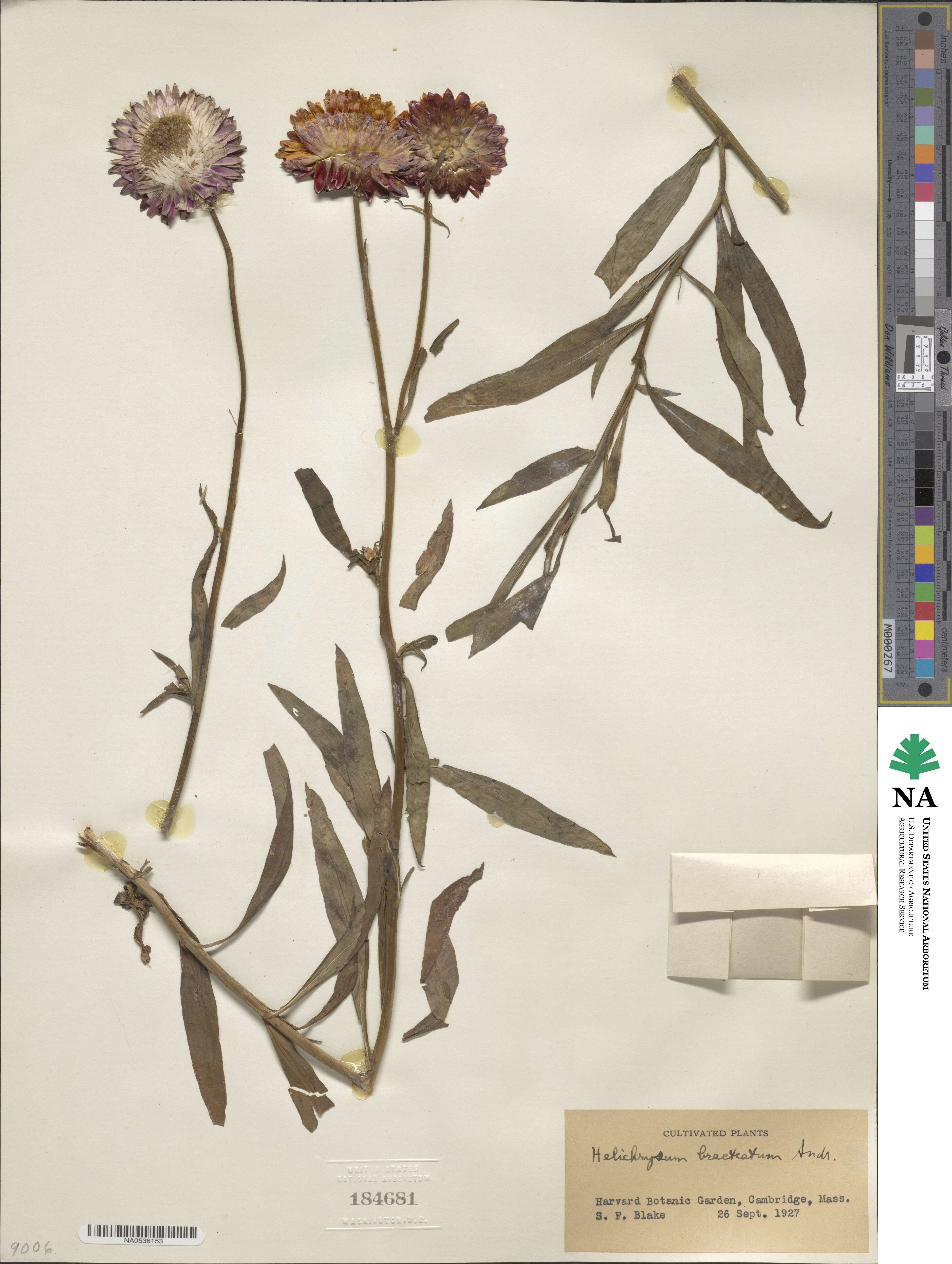 Xerochrysum bracteatum image
