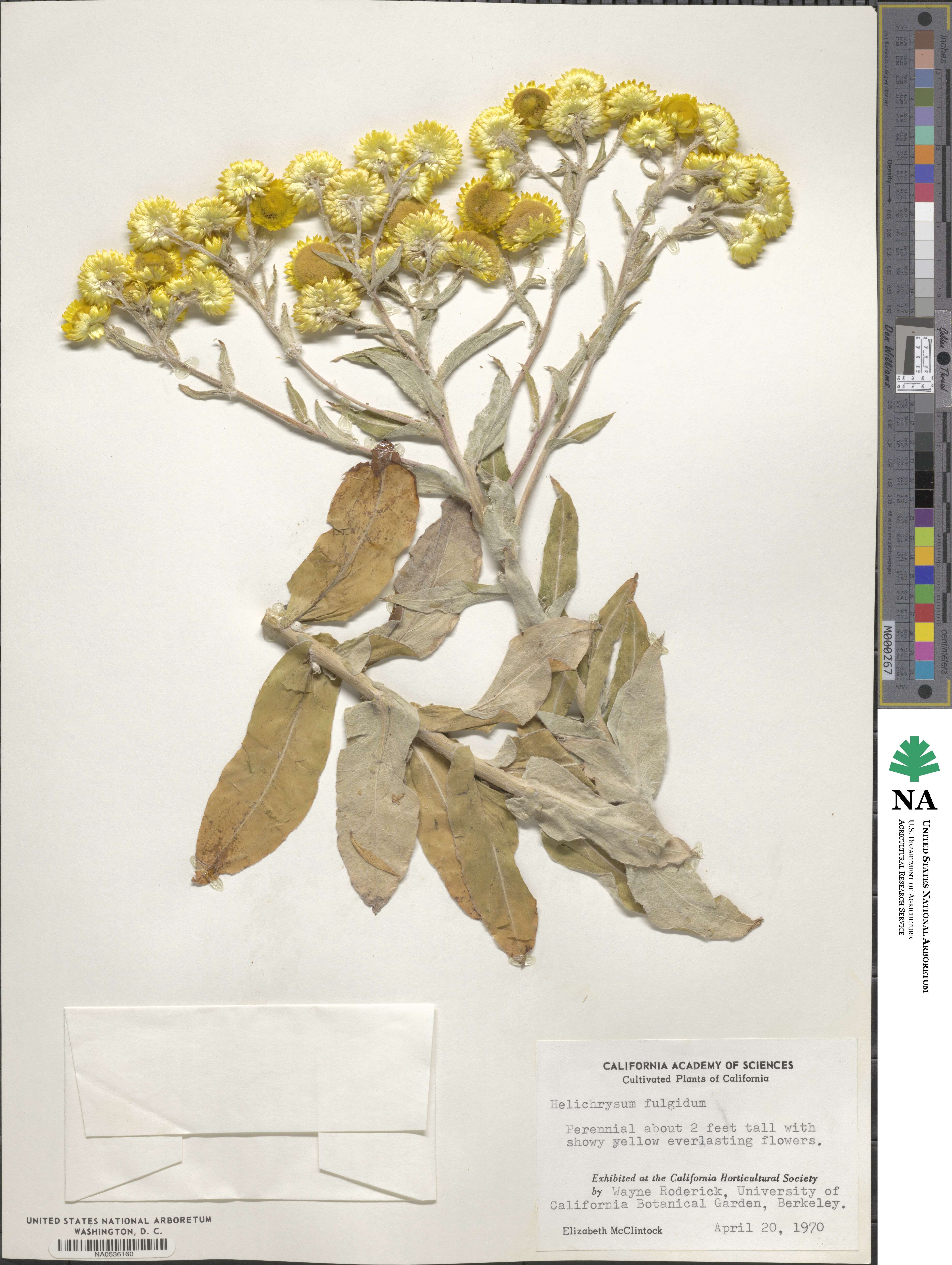 Helichrysum aureum image