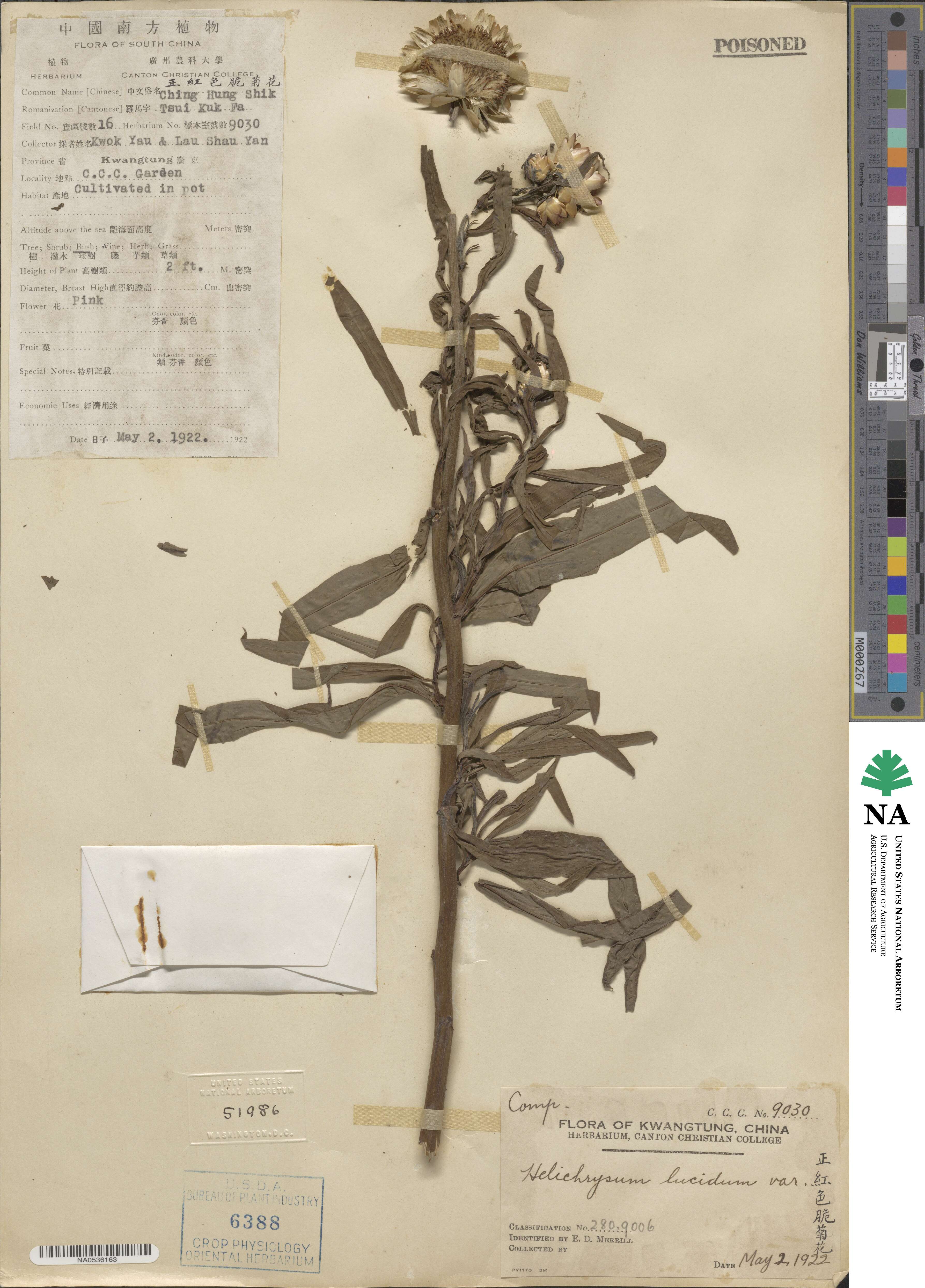 Xerochrysum bracteatum image