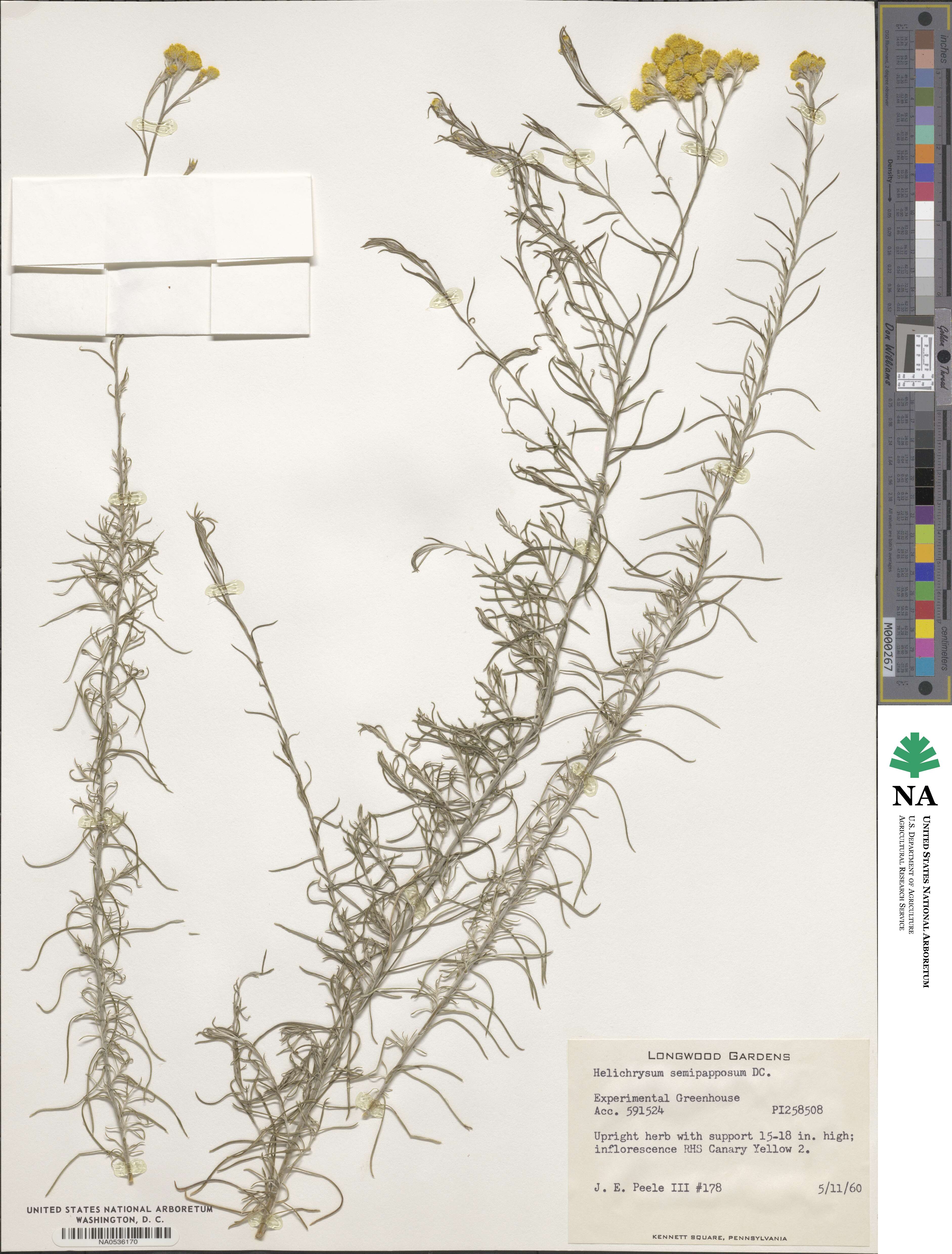 Chrysocephalum semipapposum subsp. semipapposum image