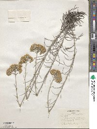 Helichrysum serotinum image