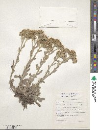 Helichrysum spiralepis image