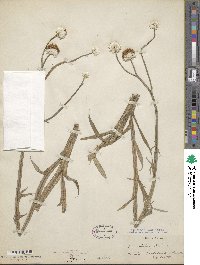Ammobium alatum image