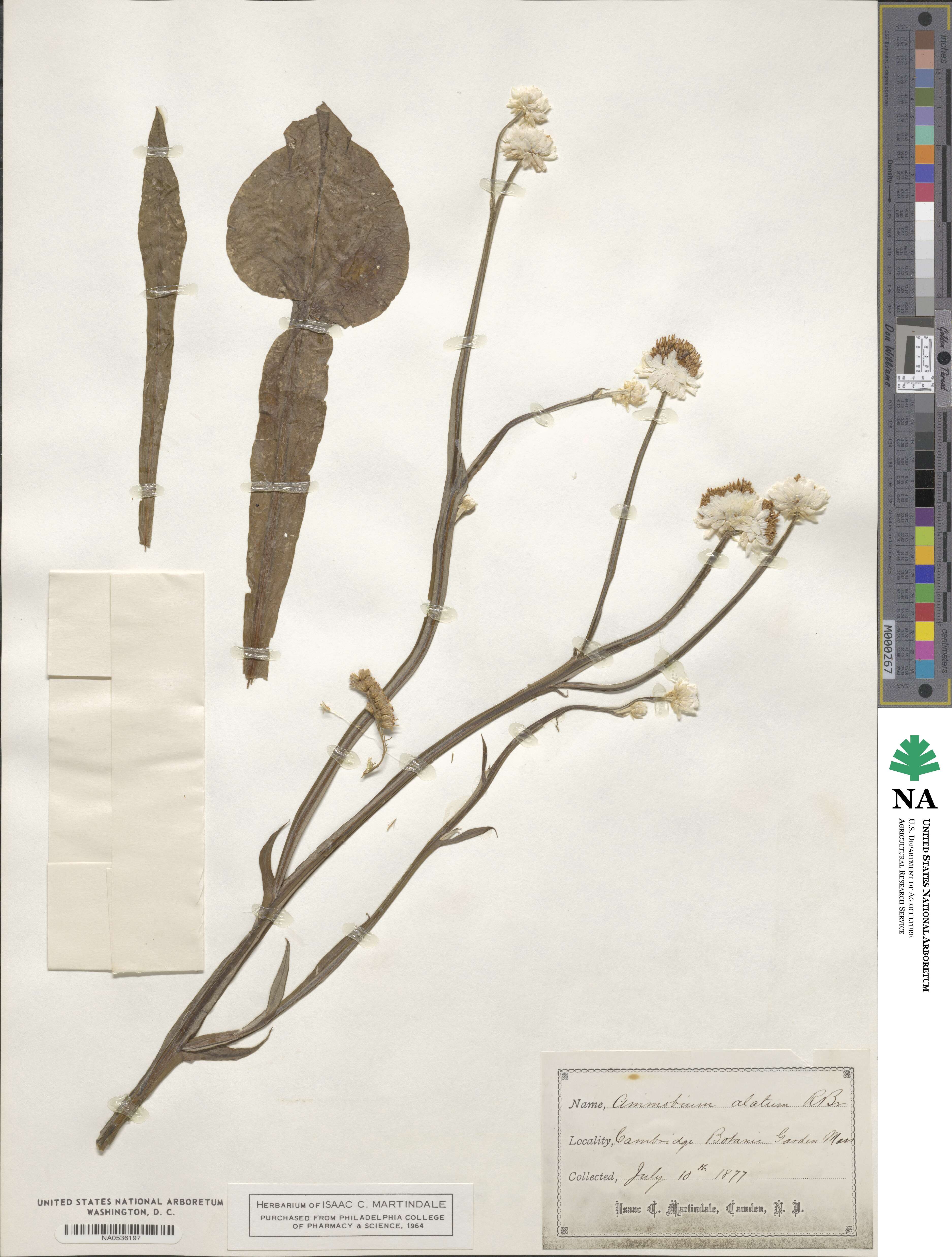Ammobium alatum image