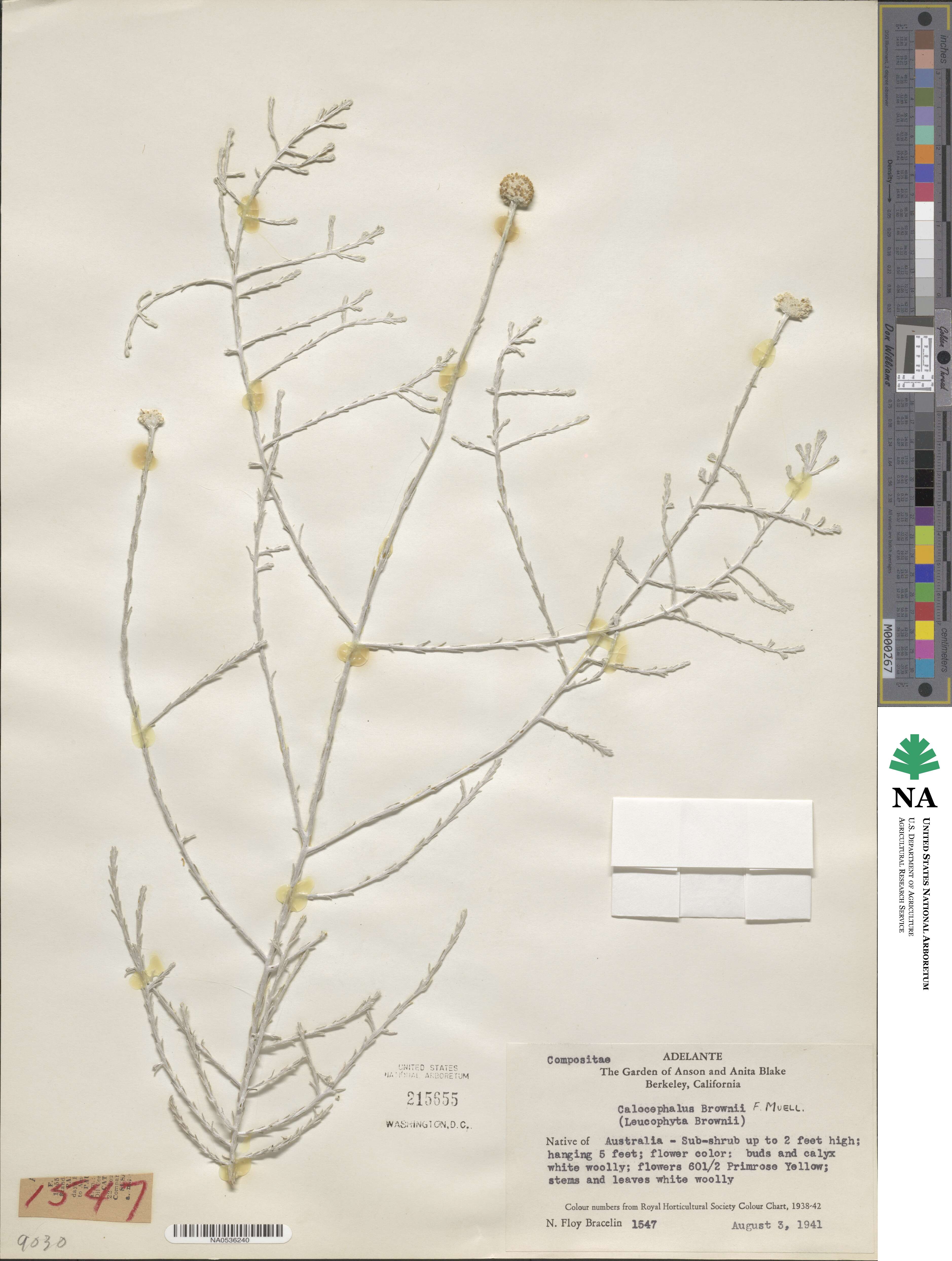 Calocephalus brownii image