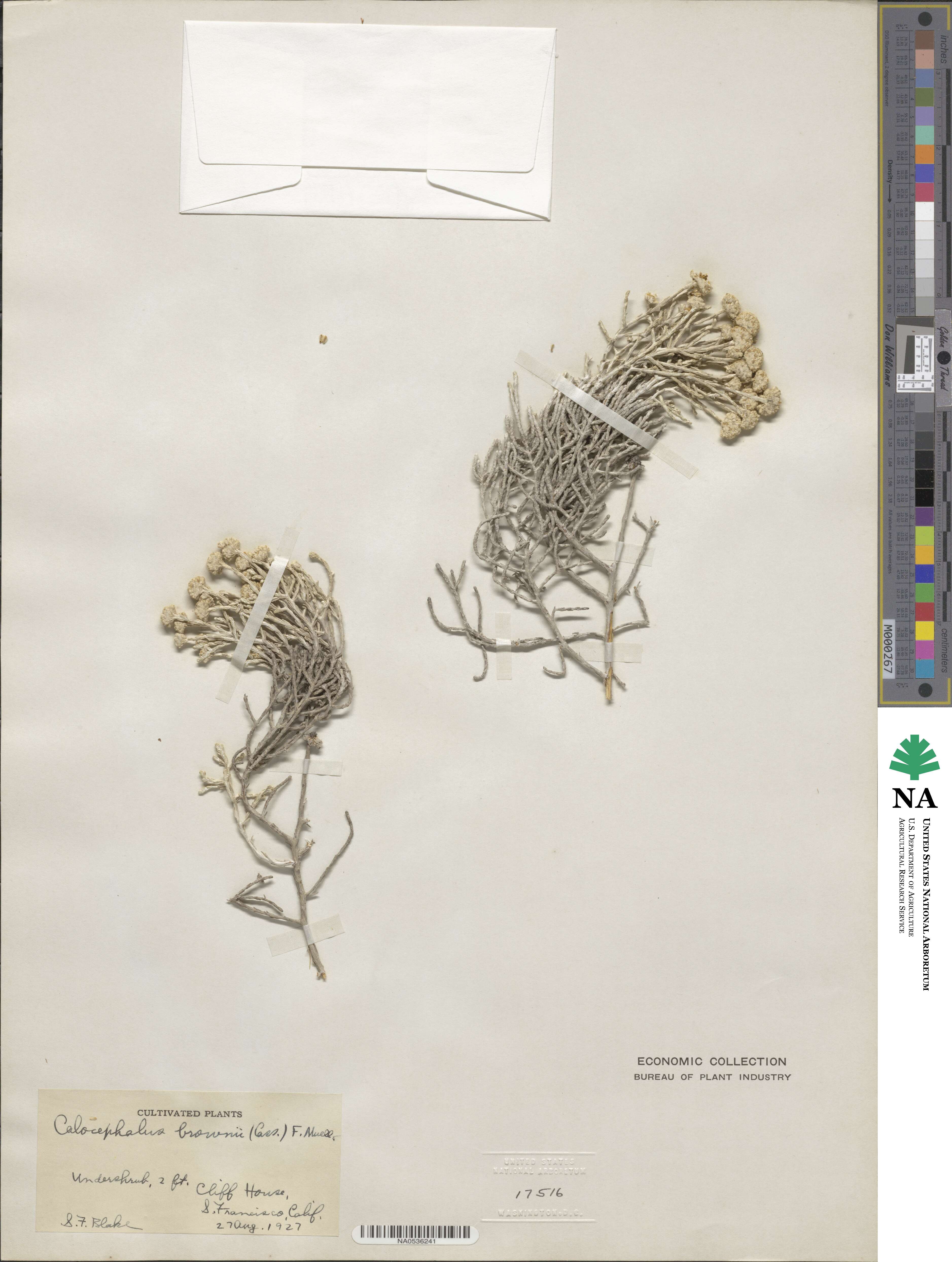 Calocephalus brownii image