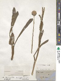 Craspedia glauca image