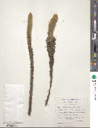 Stoebe alopecuroides image