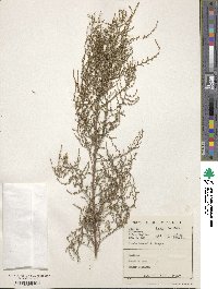 Stoebe plumosa image