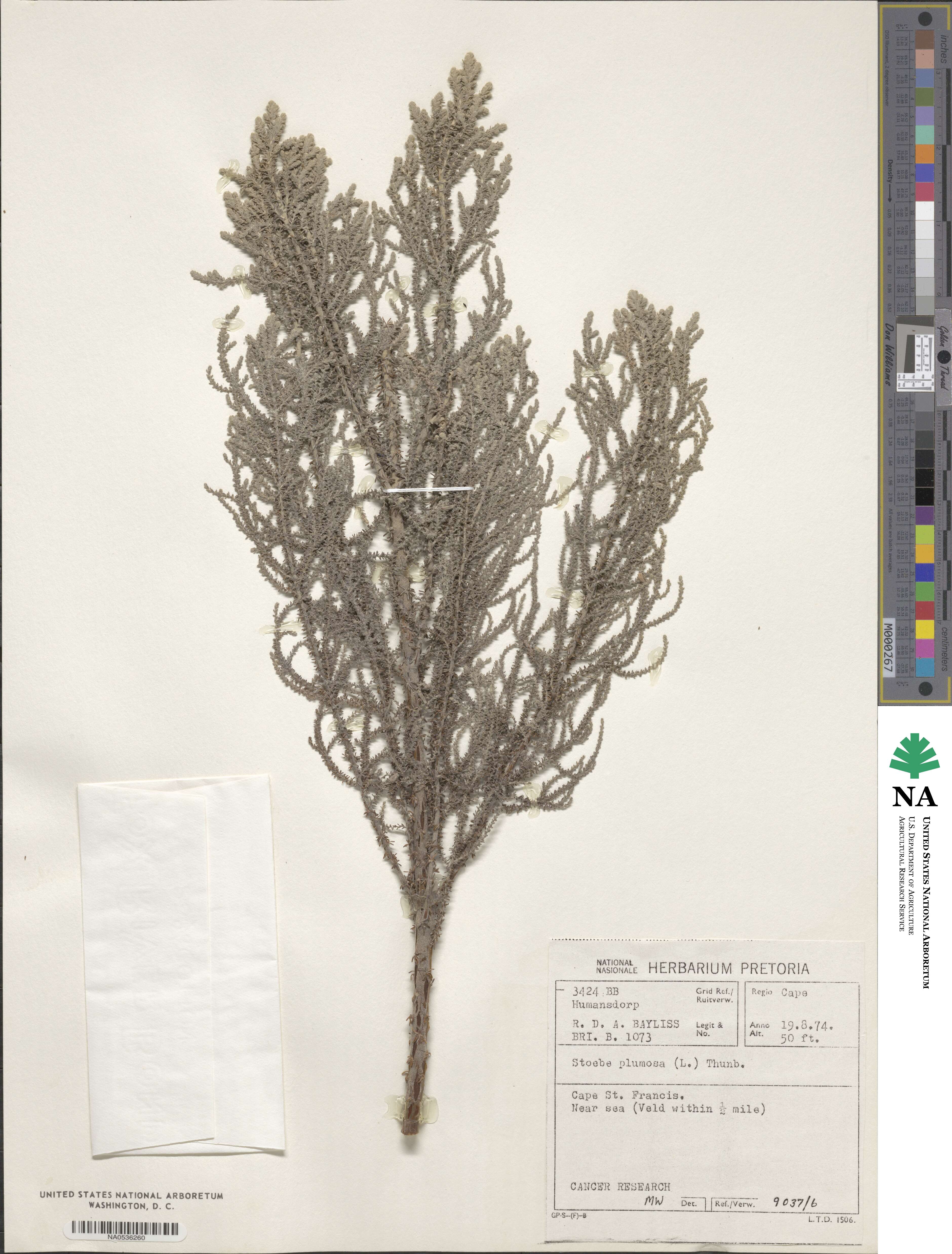 Stoebe plumosa image