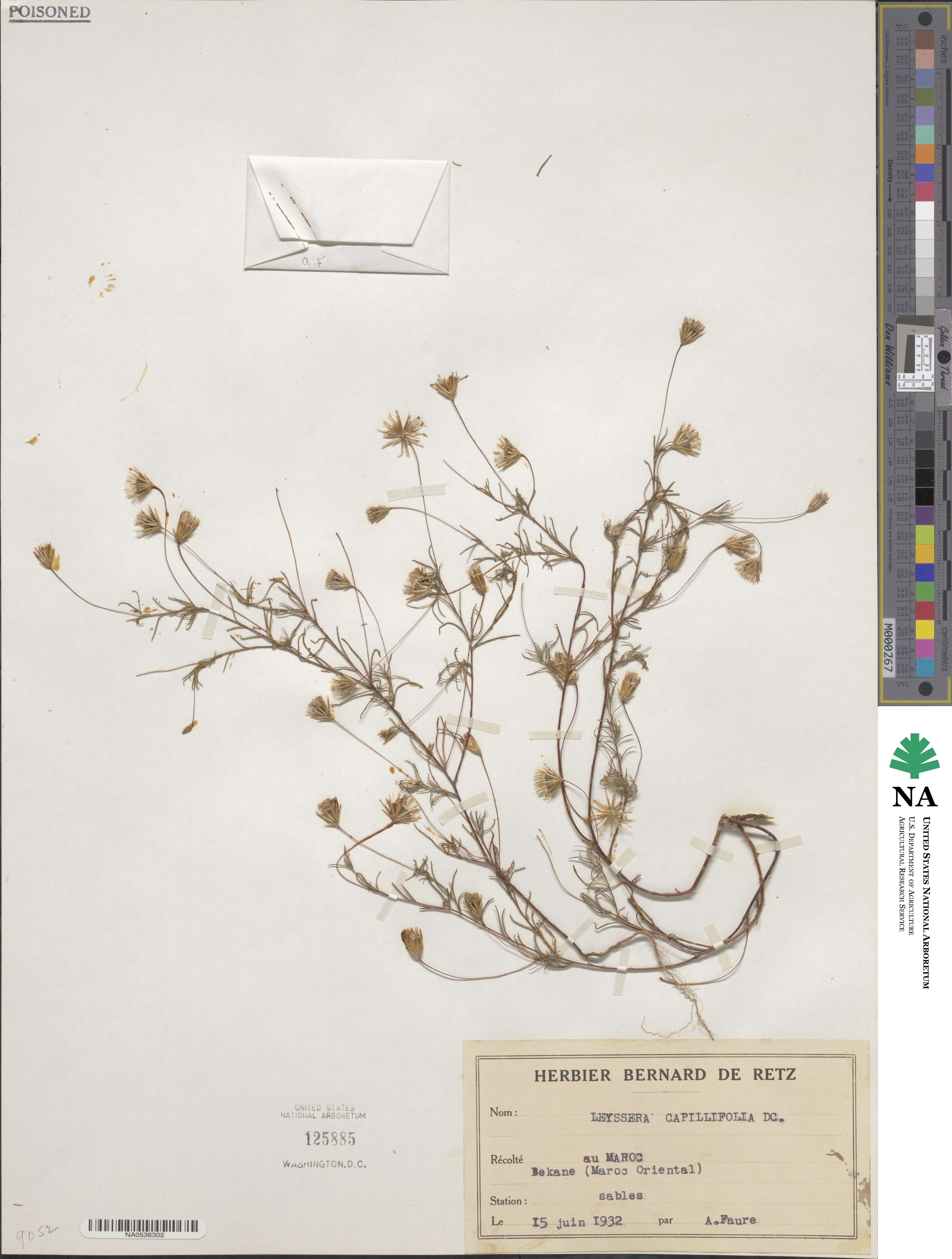 Leysera leyseroides image