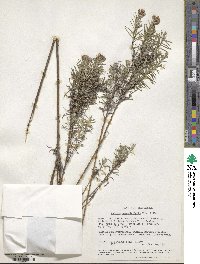 Athrixia rosmarinifolia image