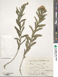 Pentanema salicinum subsp. asperum image