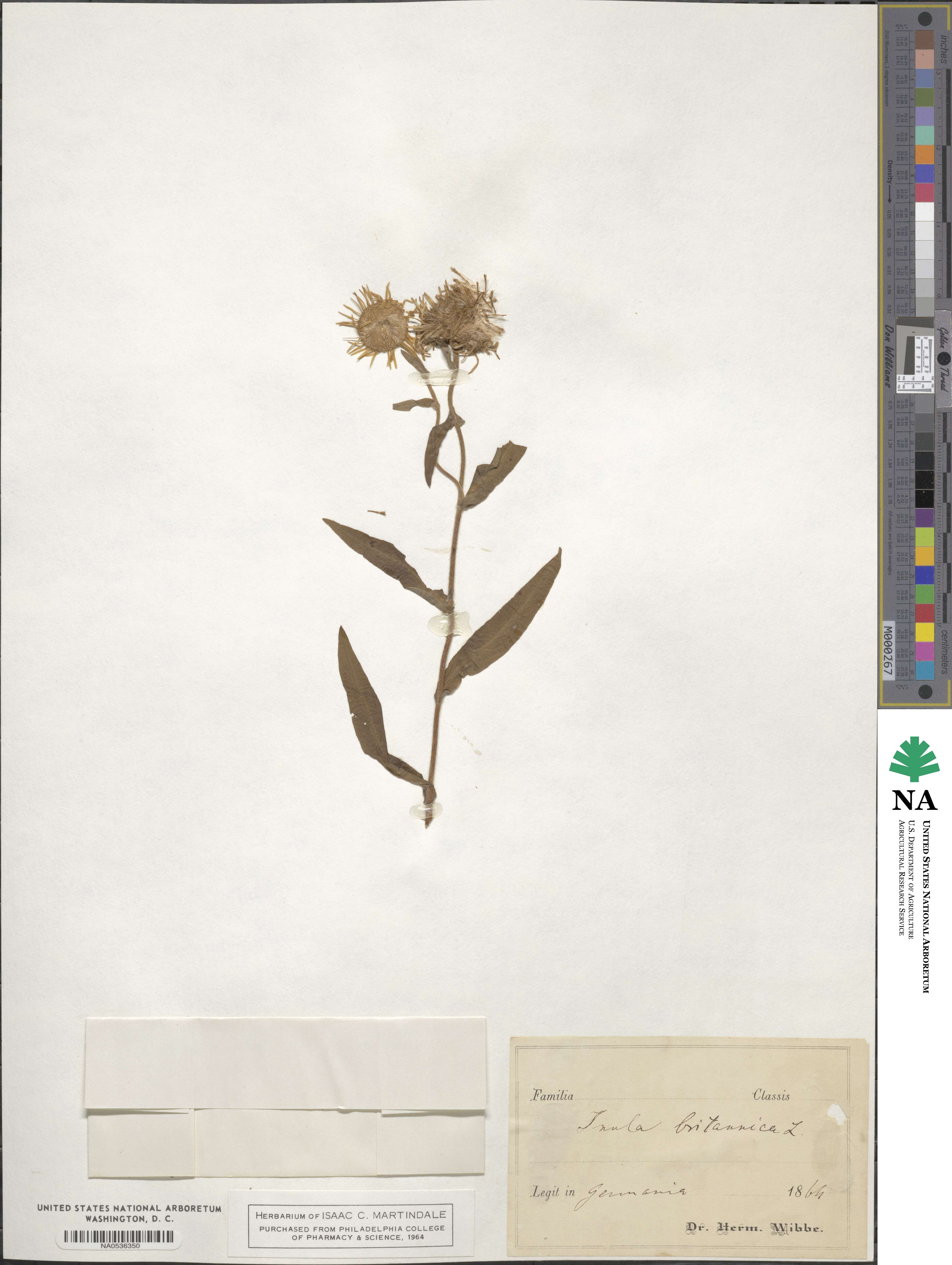 Pentanema britannicum image