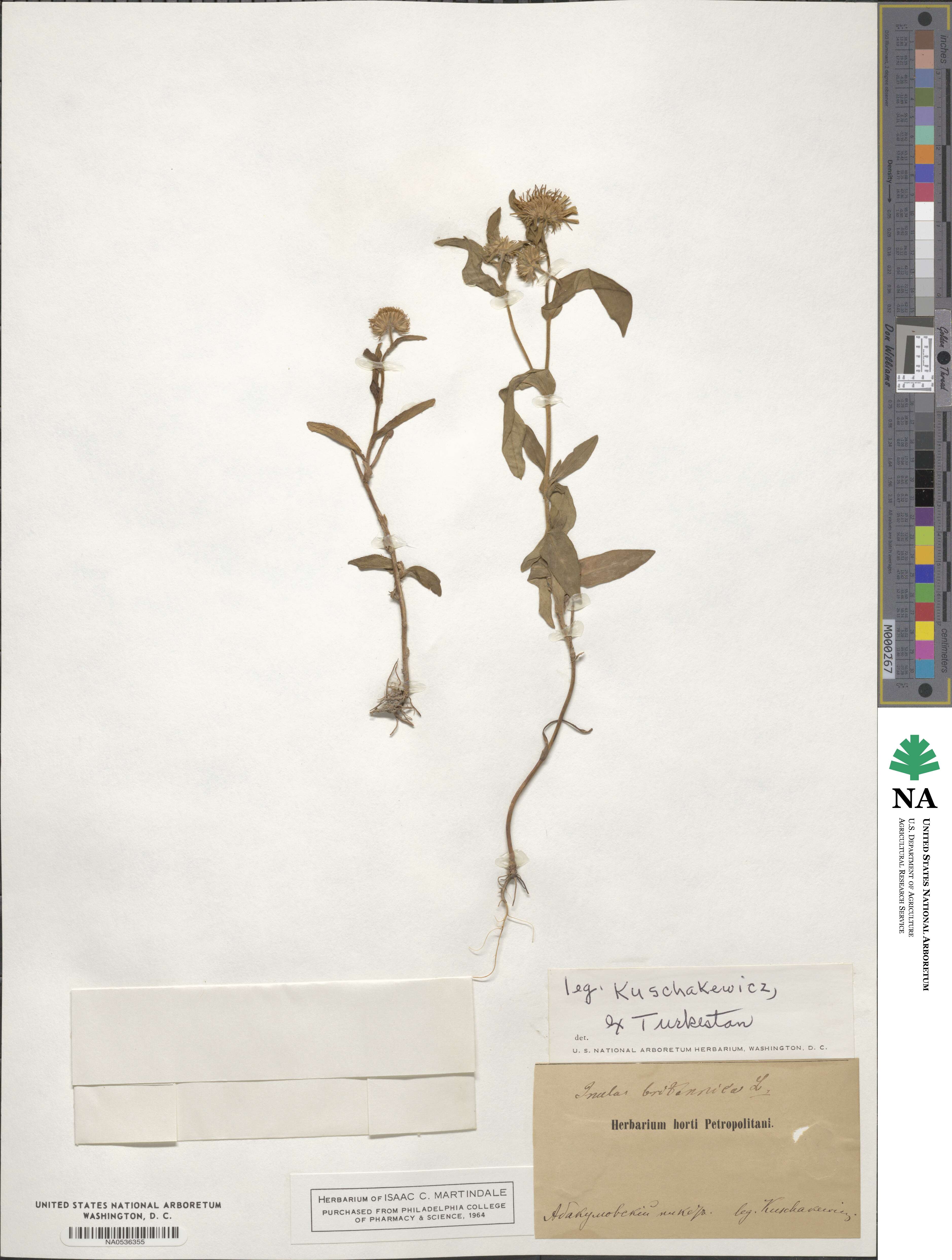 Pentanema britannicum image