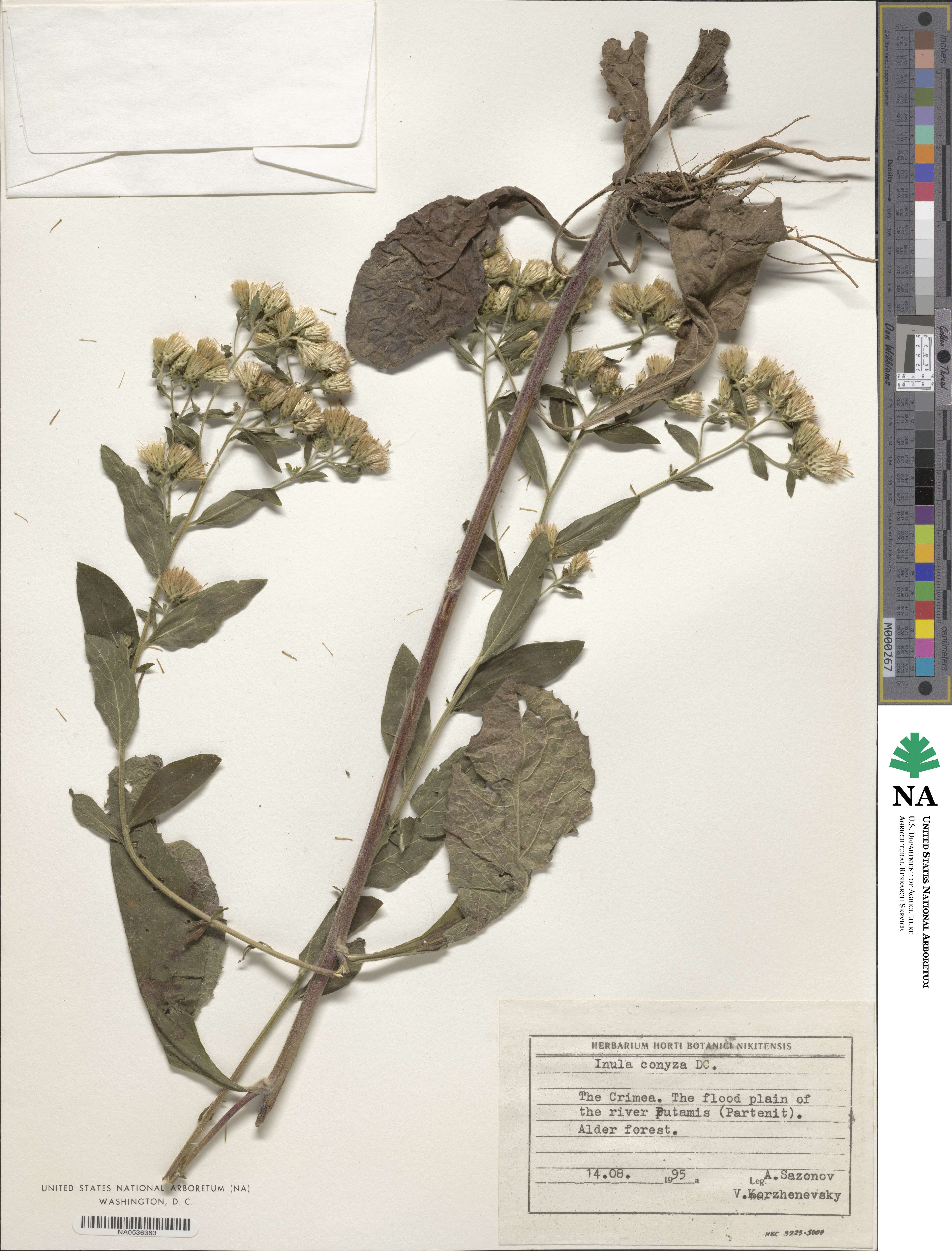 Inula conyza image
