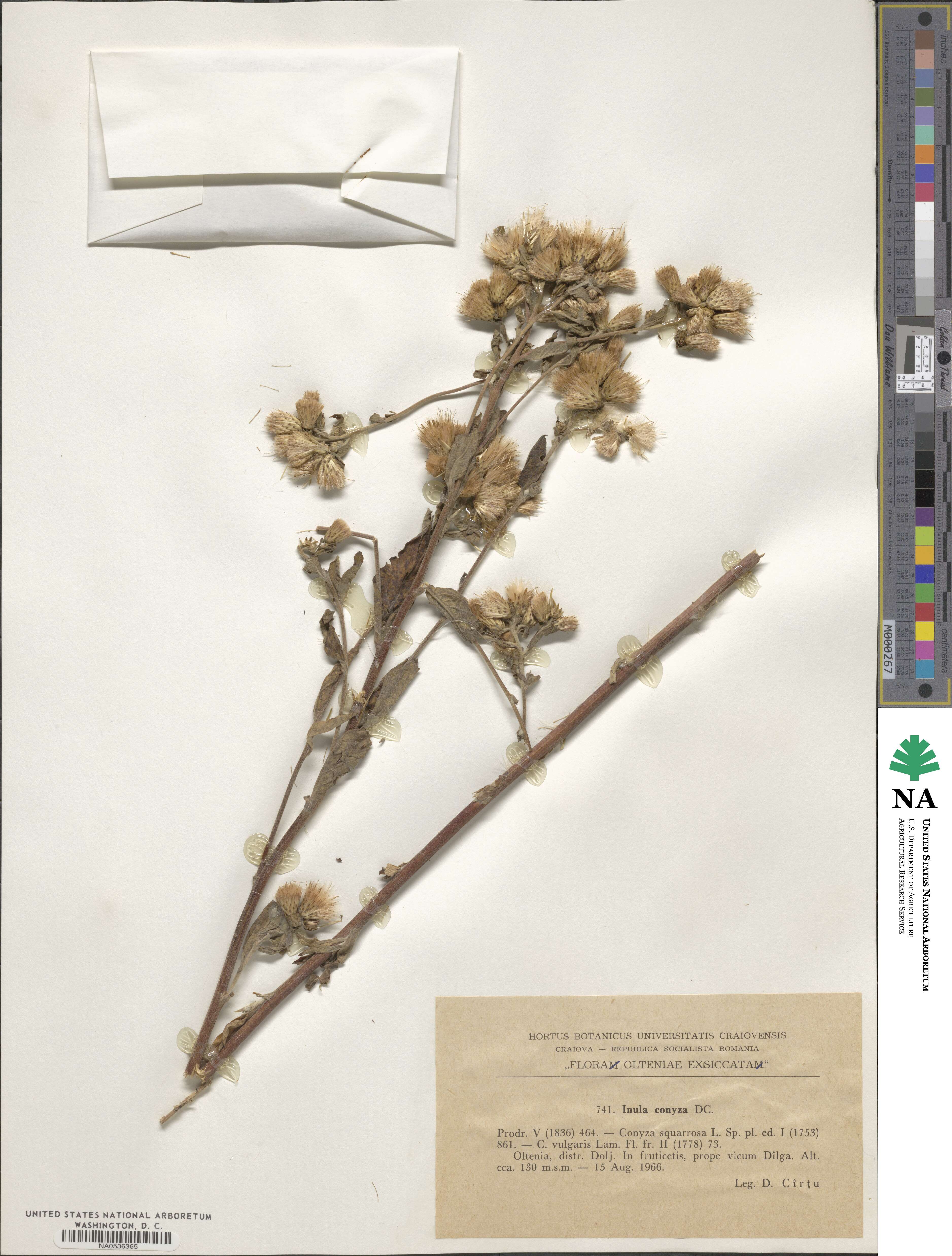 Inula image