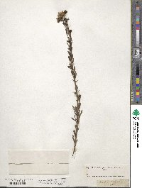 Pentanema ensifolium image