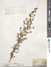 Dittrichia graveolens image