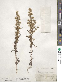 Dittrichia graveolens image