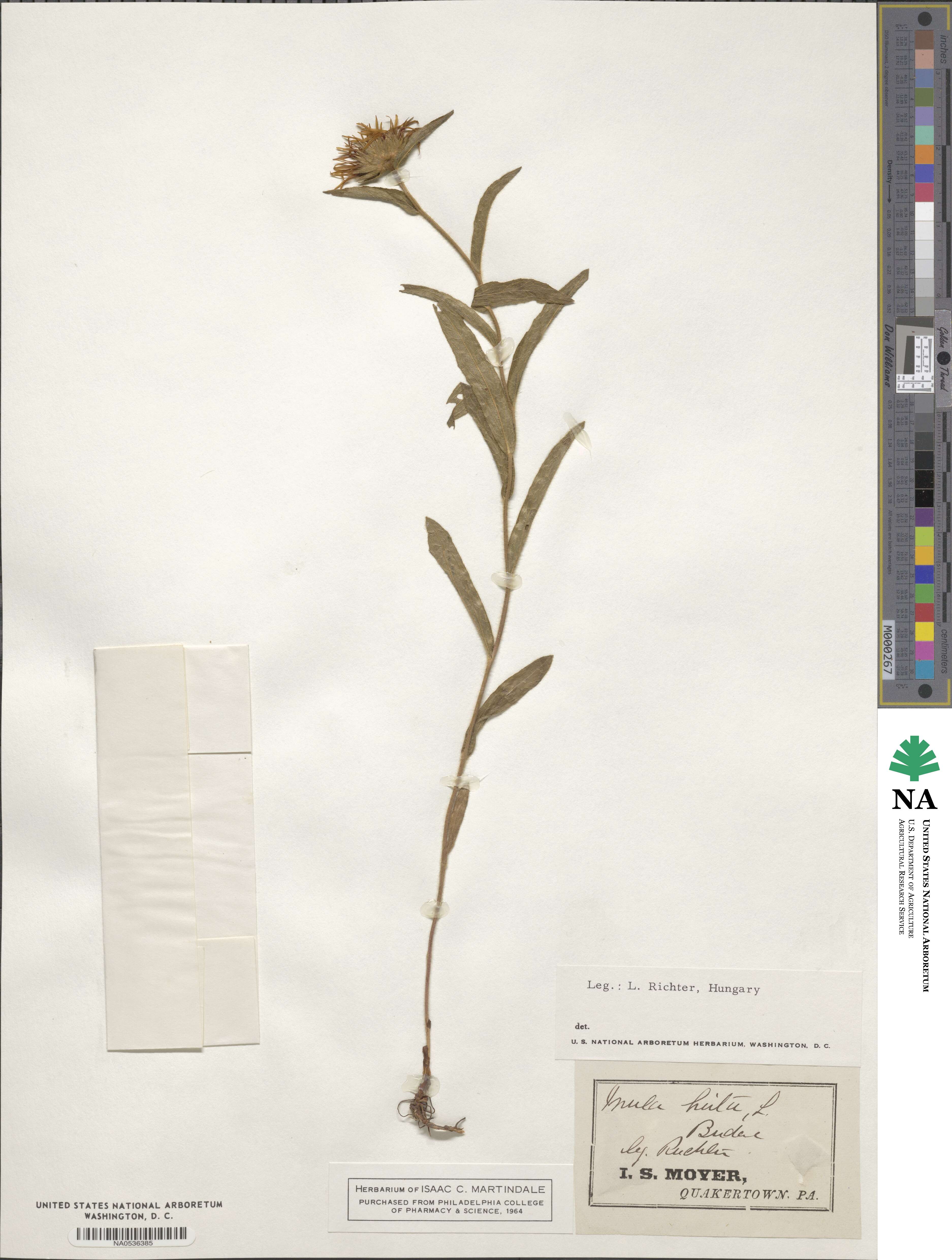 Inula hirta image