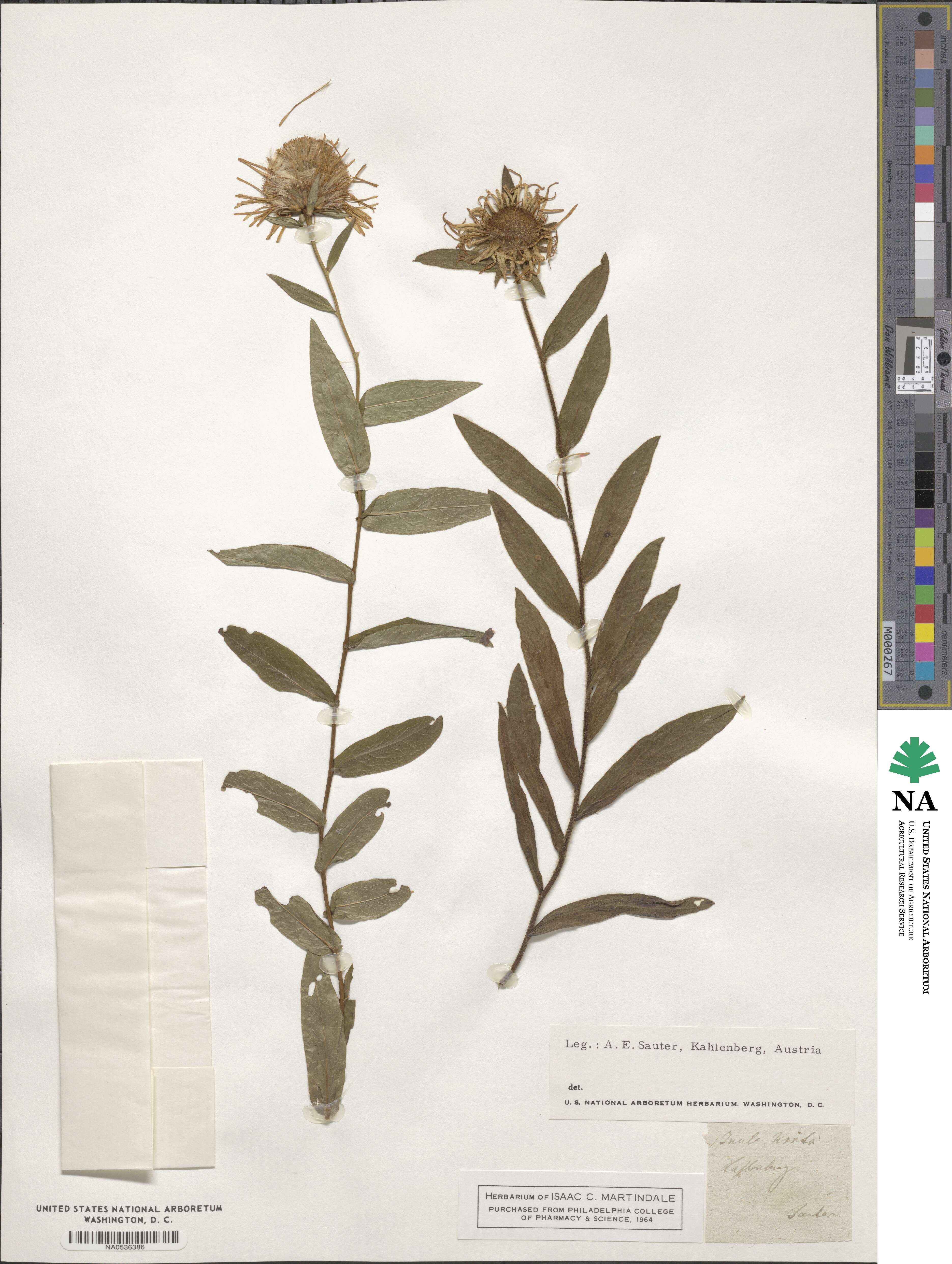 Inula hirta image