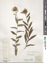 Inula hirta image