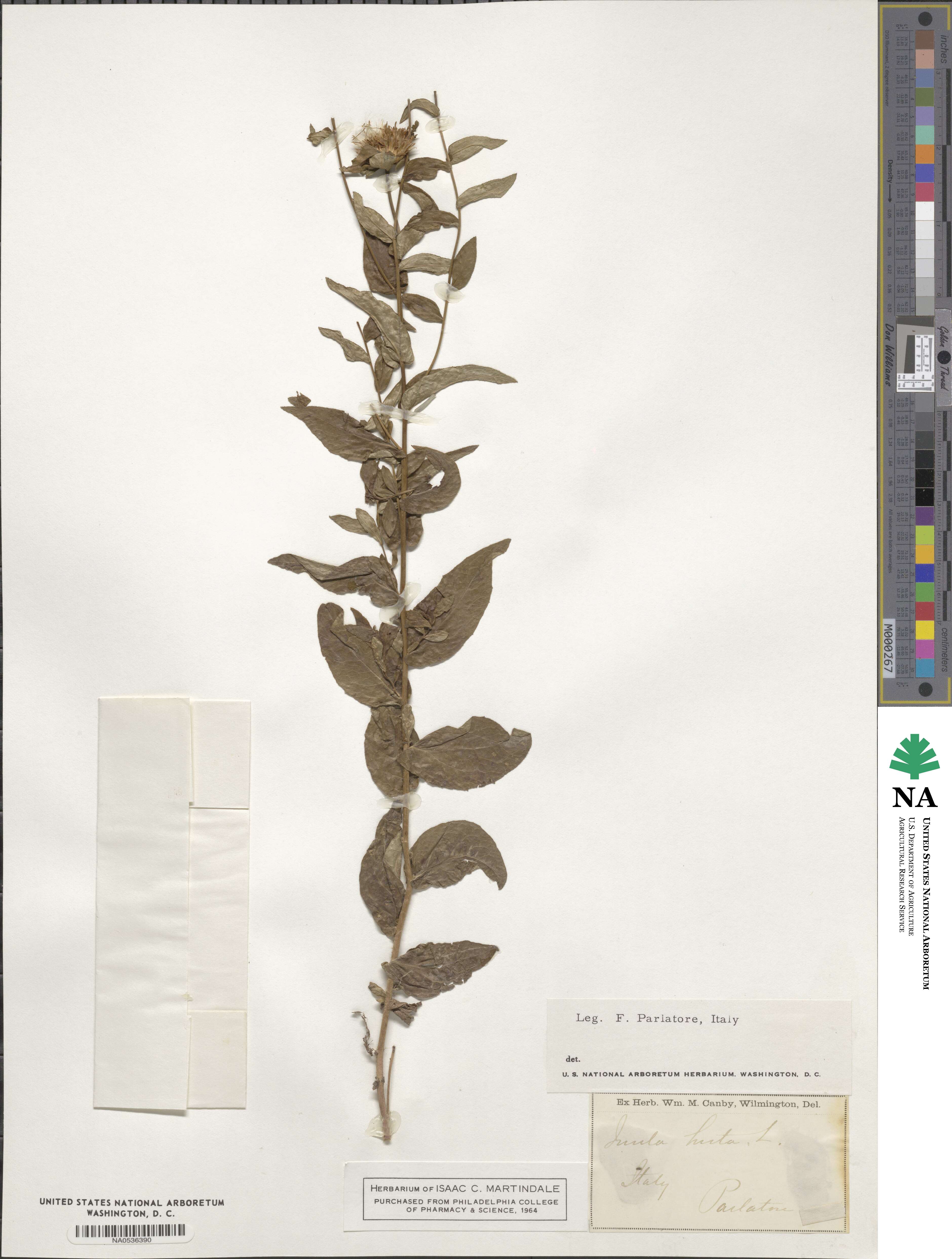 Inula hirta image