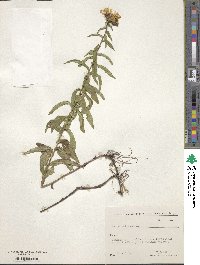 Pentanema salicinum subsp. salicinum image