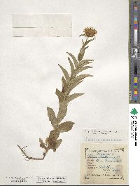 Pentanema salicinum subsp. salicinum image