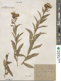 Pentanema salicinum subsp. salicinum image