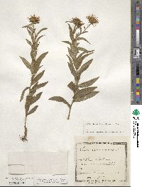 Pentanema salicinum subsp. salicinum image