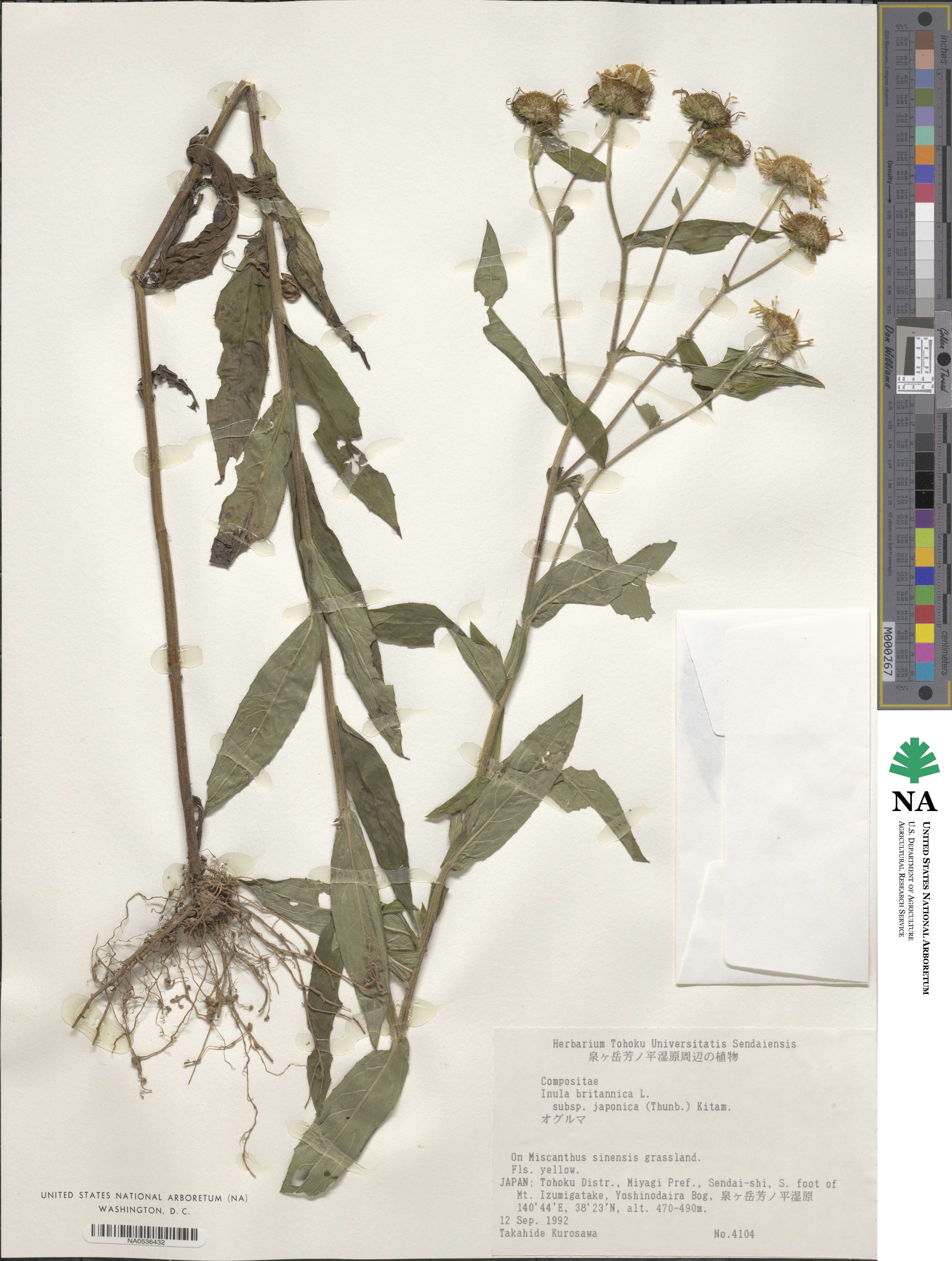 Inula japonica image