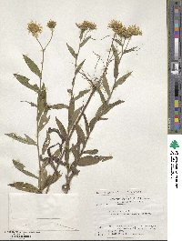 Inula japonica image