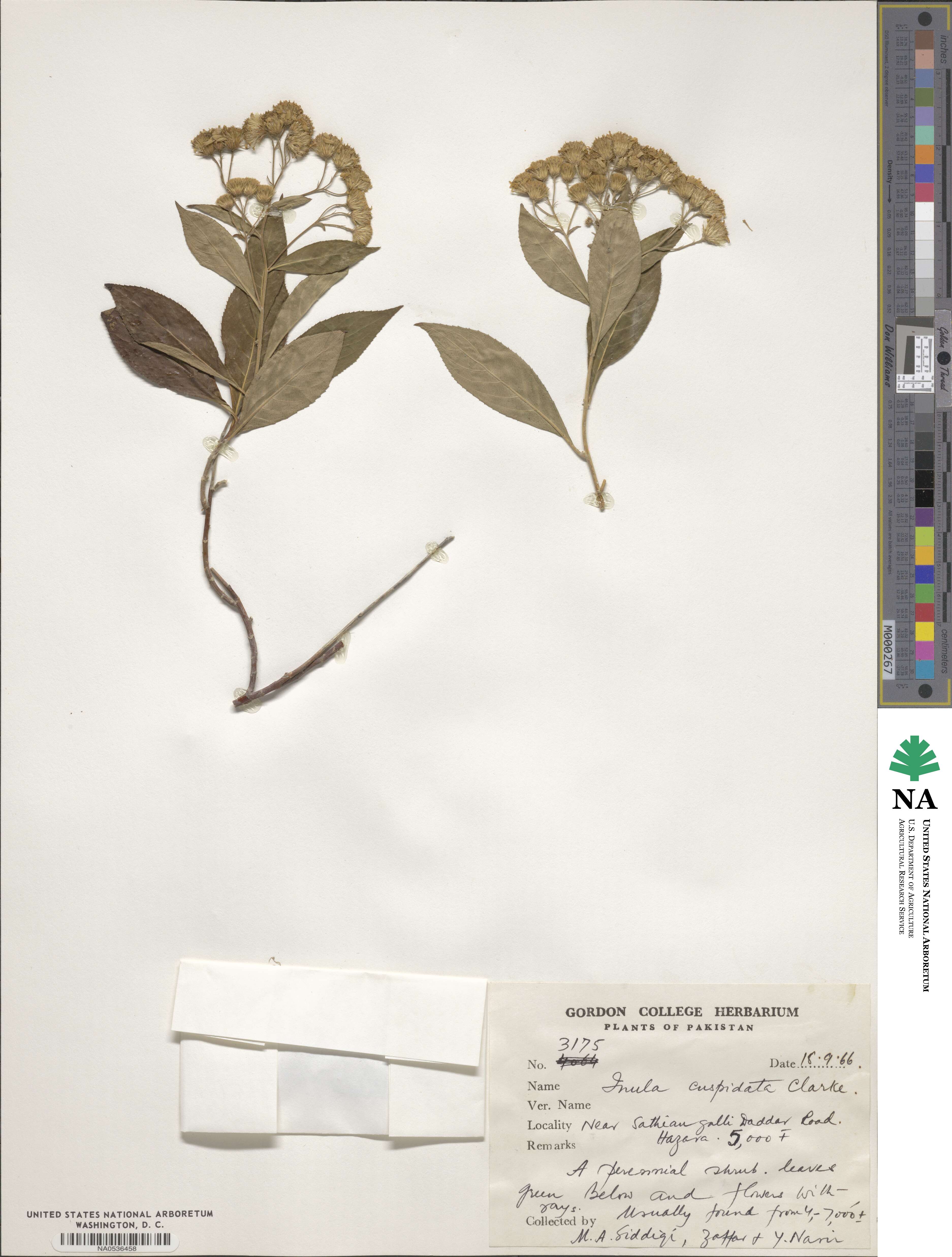 Duhaldea cuspidata image
