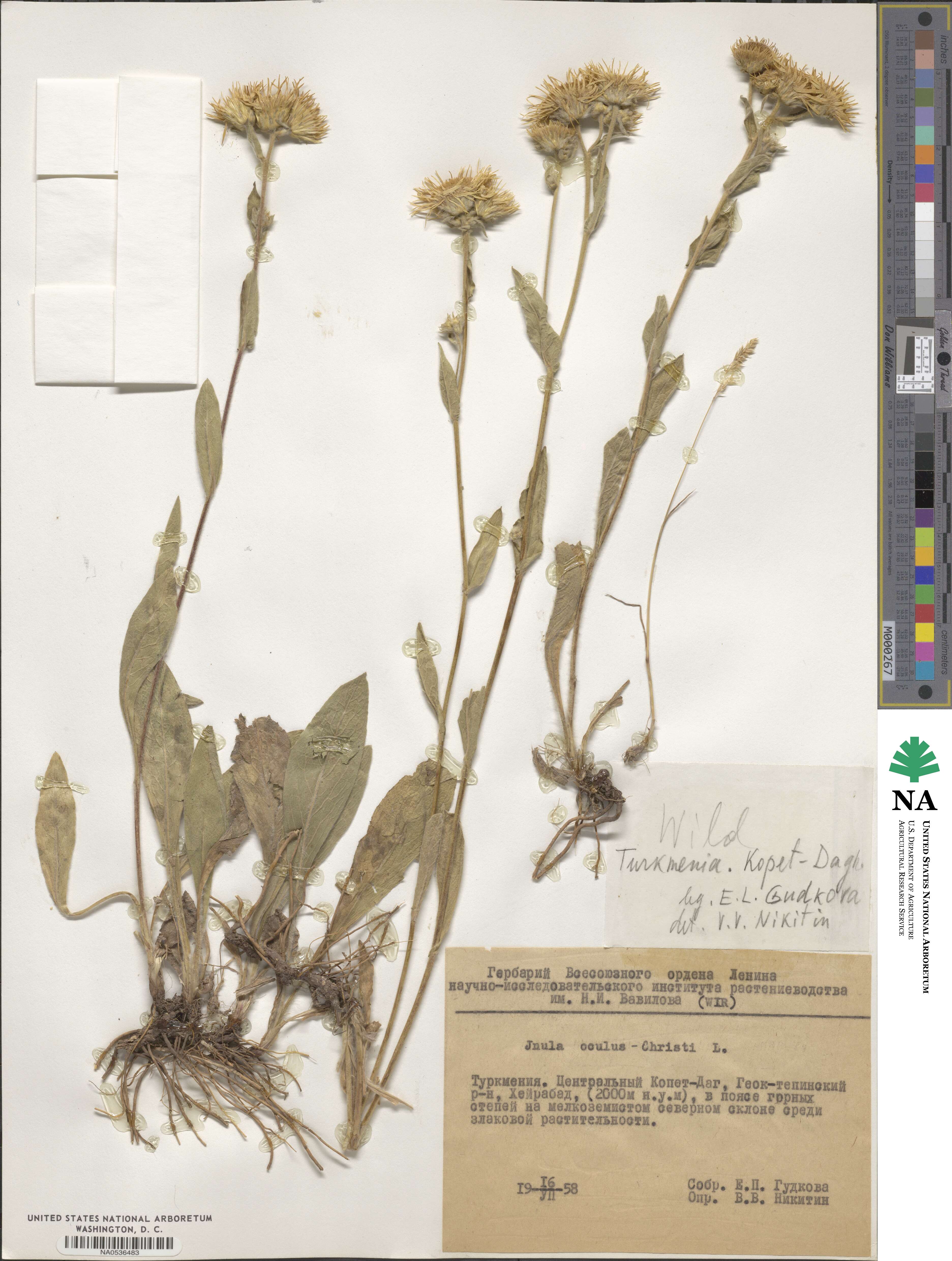 Inula oculus-christi image