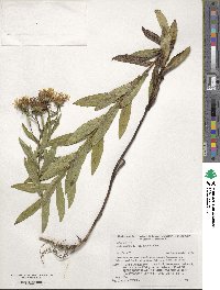 Pentanema salicinum subsp. salicinum image