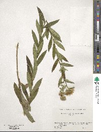 Pentanema salicinum subsp. salicinum image