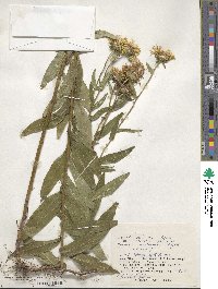 Pentanema salicinum subsp. salicinum image