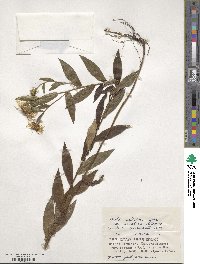 Pentanema salicinum subsp. salicinum image