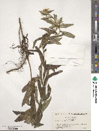 Pentanema salicinum subsp. salicinum image