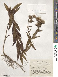 Pentanema salicinum subsp. salicinum image