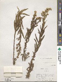 Dittrichia viscosa subsp. viscosa image