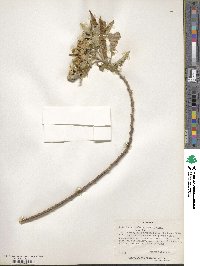 Image of Pentanema confertiflorum