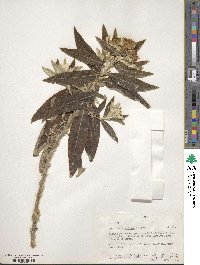 Pentanema confertiflorum image