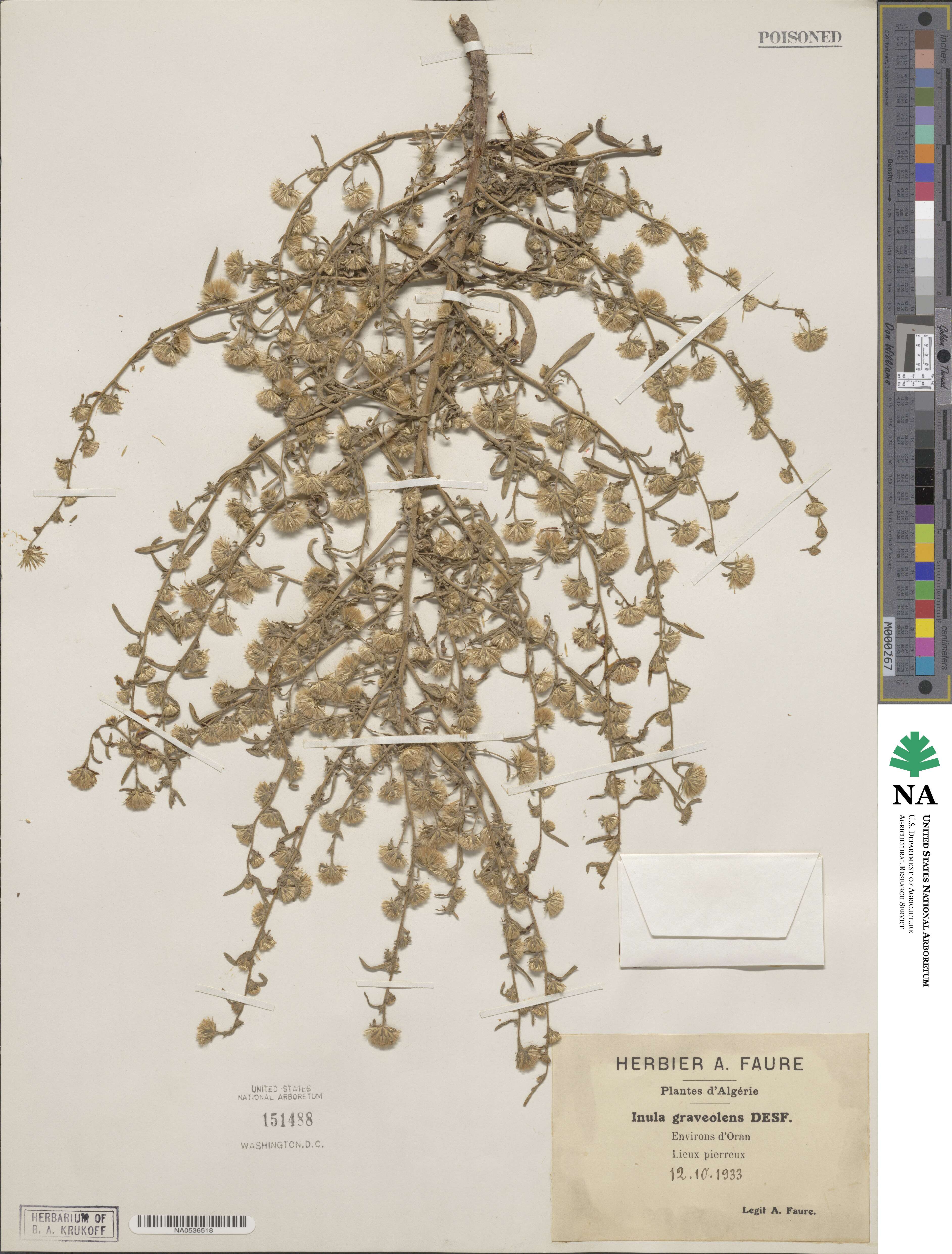 Dittrichia graveolens image