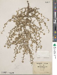 Dittrichia graveolens image